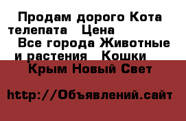  Продам дорого Кота-телепата › Цена ­ 4 500 000 - Все города Животные и растения » Кошки   . Крым,Новый Свет